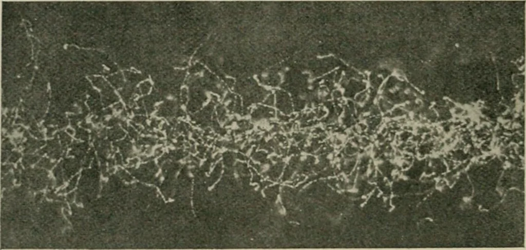 An illustration from Radium, X rays and the living cell, 1915, leaf 49