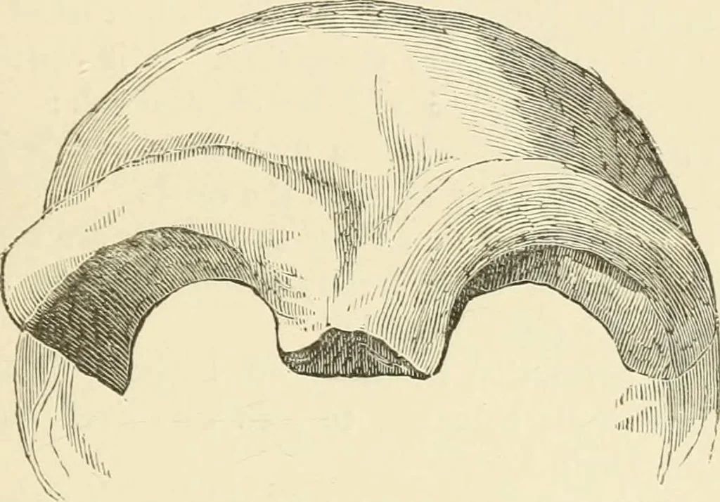 An illustration from Ragnarok: the age of fire and gravel, 1883, leaf 138