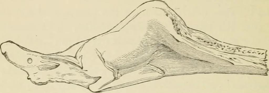 An illustration from Ragnarok: the age of fire and gravel, 1883, leaf 365
