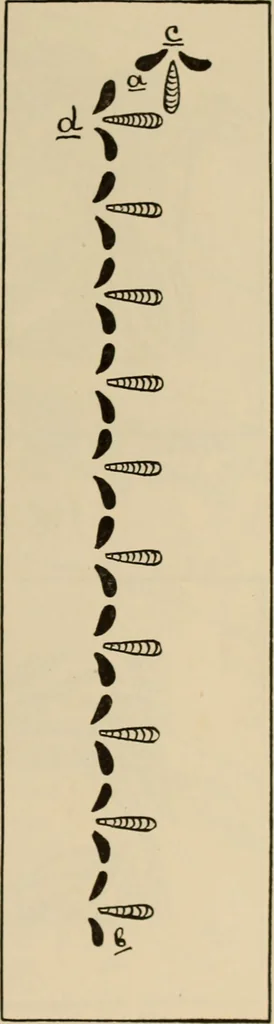 An illustration from Rainy day pastimes for children, 1910, leaf 74