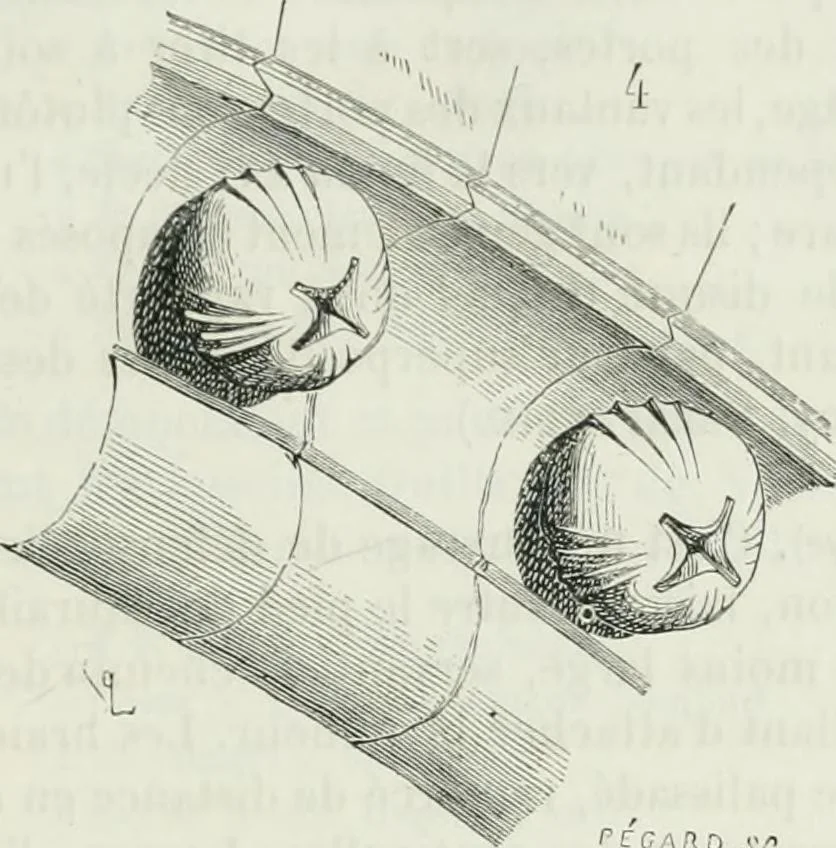 An illustration from Dictionnaire raisonné de l'architecture française du XIe au XVIe siècle, 1875, leaf 252