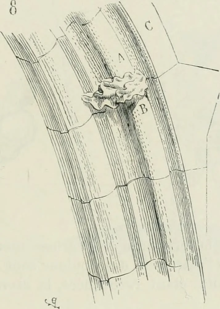 An illustration from Dictionnaire raisonné de l'architecture française du XIe au XVIe siècle, 1875, leaf 264