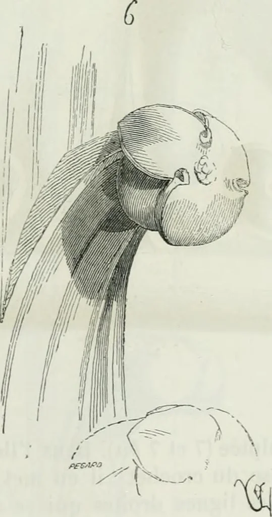 An illustration from Dictionnaire raisonné de l'architecture française du XIe au XVIe siècle, 1875, leaf 414