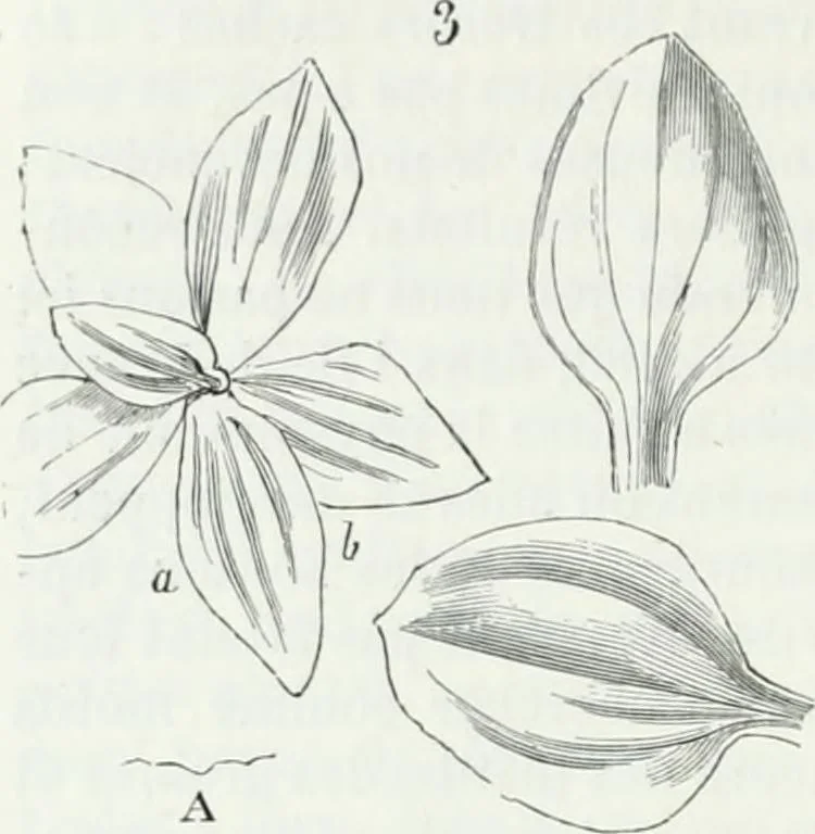 An illustration from Dictionnaire raisonné de l'architecture française du XIe au XVIe siècle, 1875, leaf 499