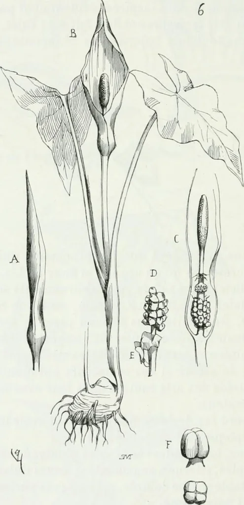 An illustration from Dictionnaire raisonné de l'architecture française du XIe au XVIe siècle, 1875, leaf 501