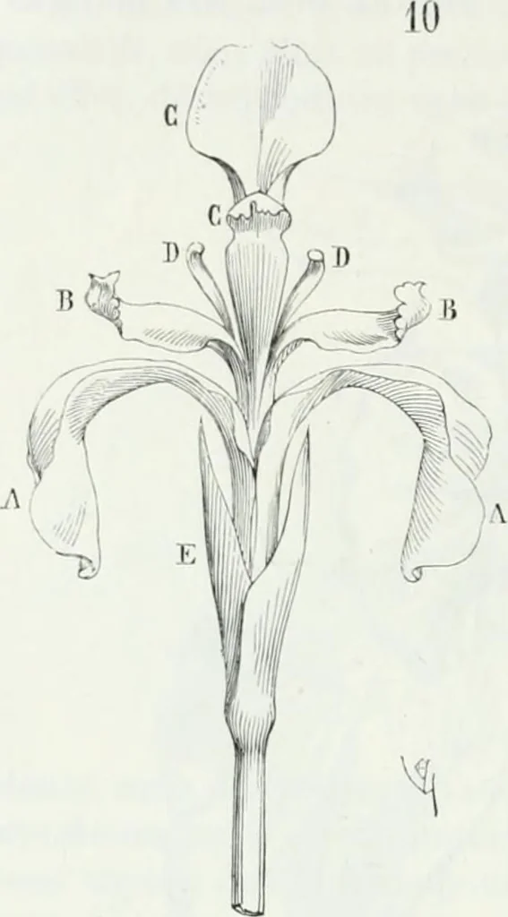 An illustration from Dictionnaire raisonné de l'architecture française du XIe au XVIe siècle, 1875, leaf 505