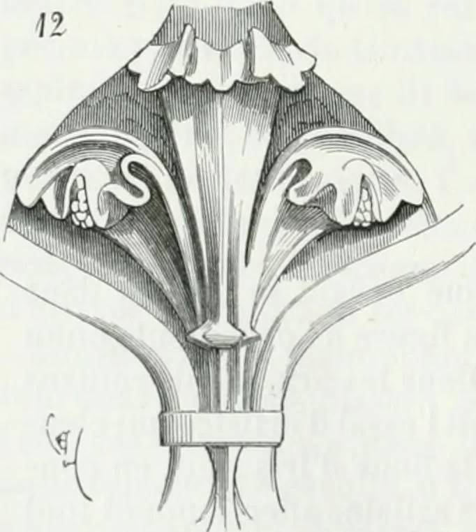 An illustration from Dictionnaire raisonné de l'architecture française du XIe au XVIe siècle, 1875, leaf 505