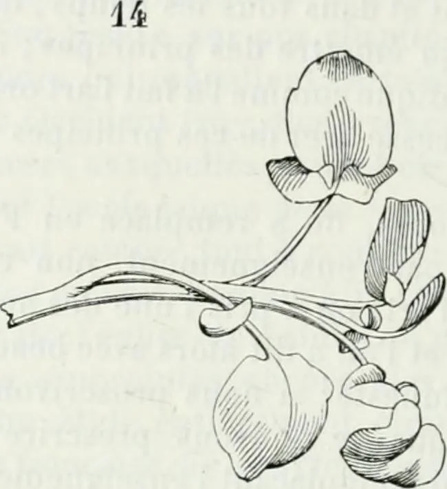 An illustration from Dictionnaire raisonné de l'architecture française du XIe au XVIe siècle, 1875, leaf 509