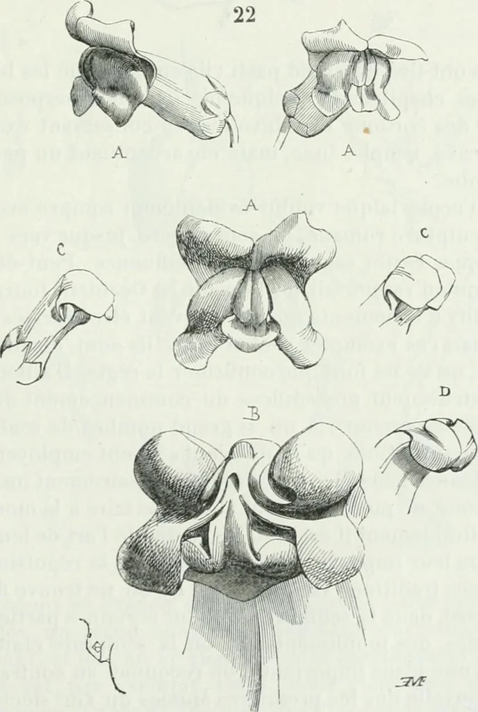 An illustration from Dictionnaire raisonné de l'architecture française du XIe au XVIe siècle, 1875, leaf 514