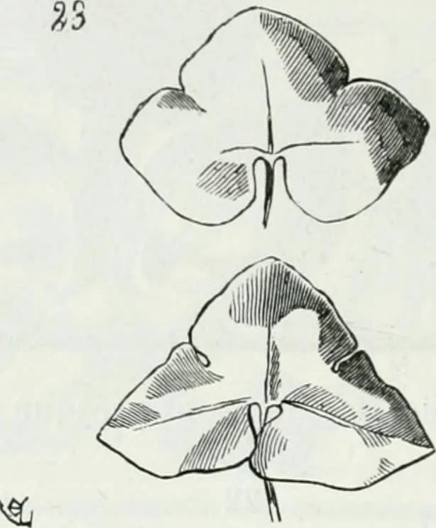 An illustration from Dictionnaire raisonné de l'architecture française du XIe au XVIe siècle, 1875, leaf 515