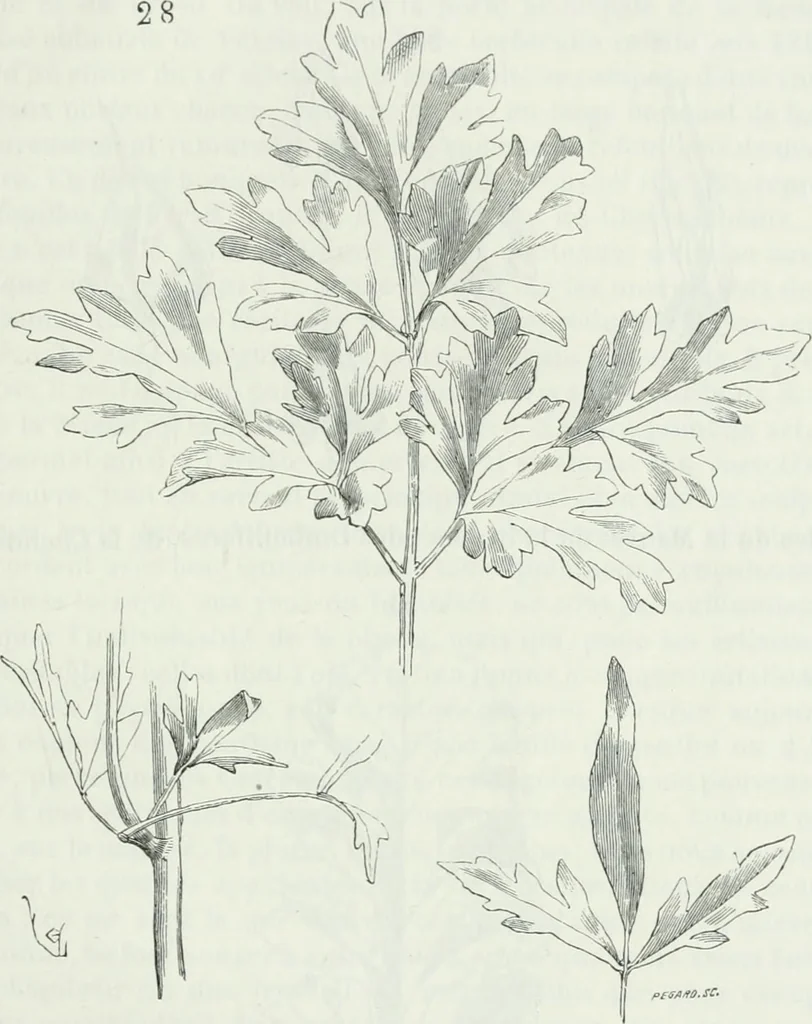 An illustration from Dictionnaire raisonné de l'architecture française du XIe au XVIe siècle, 1875, leaf 520