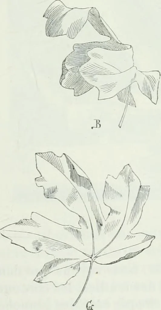 An illustration from Dictionnaire raisonné de l'architecture française du XIe au XVIe siècle, 1875, leaf 526