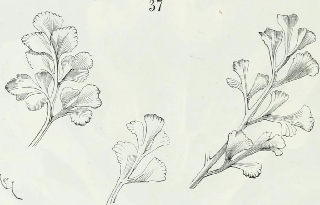 An illustration from Dictionnaire raisonné de l'architecture française du XIe au XVIe siècle, 1875, leaf 529