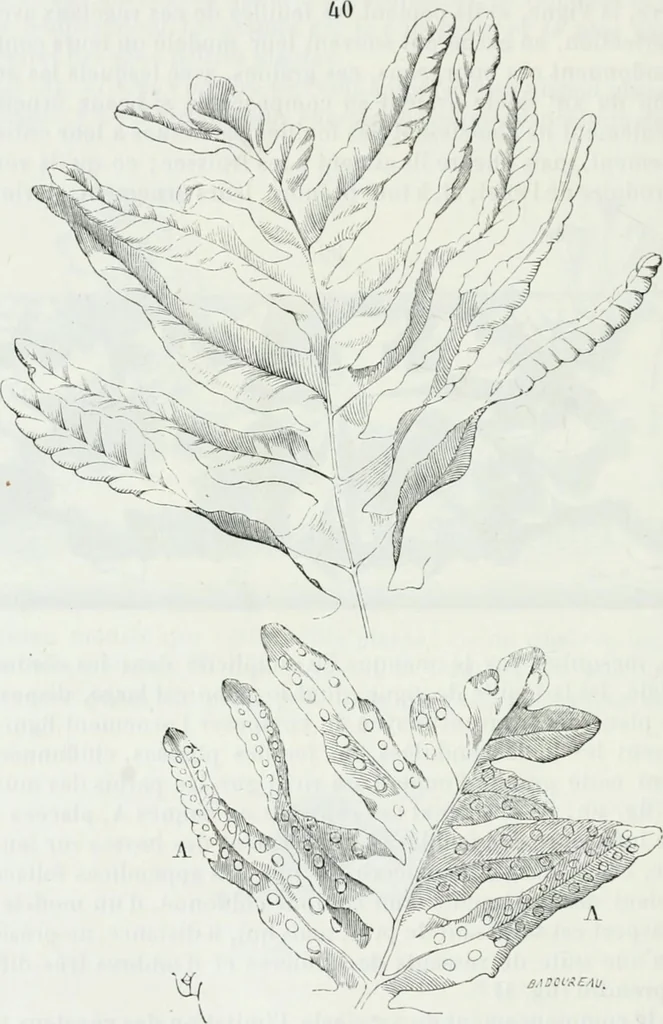 An illustration from Dictionnaire raisonné de l'architecture française du XIe au XVIe siècle, 1875, leaf 531