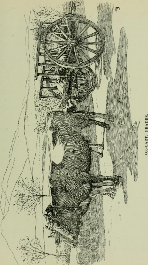 An illustration from Rambles in the Pyrenees and the adjacent districts, Gascony, Pays de Foix [and] Roussillon, 1912, leaf 310