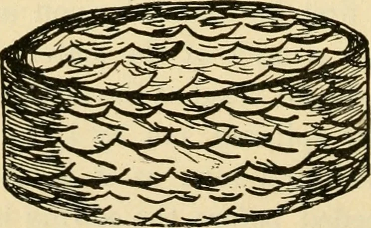 An illustration from Raphia and reed weaving, including also cardboard and paper construction; a practical course for primary and elementary schools, 1901, leaf 103