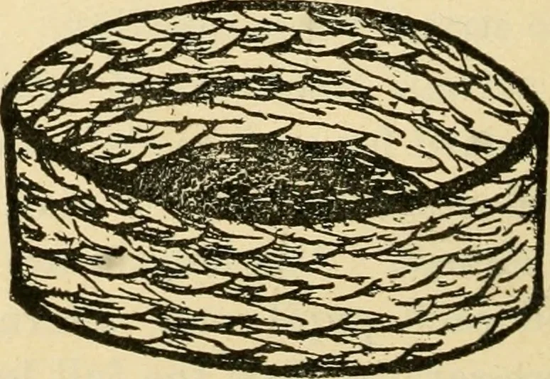 An illustration from Raphia and reed weaving, including also cardboard and paper construction; a practical course for primary and elementary schools, 1901, leaf 103