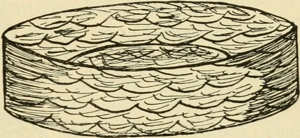 An illustration from Raphia and reed weaving, including also cardboard and paper construction; a practical course for primary and elementary schools, 1901, leaf 104