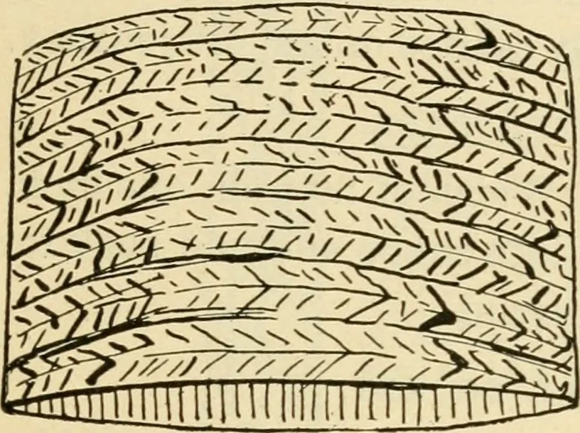 An illustration from Raphia and reed weaving, including also cardboard and paper construction; a practical course for primary and elementary schools, 1901, leaf 106
