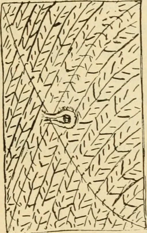 An illustration from Raphia and reed weaving, including also cardboard and paper construction; a practical course for primary and elementary schools, 1901, leaf 108