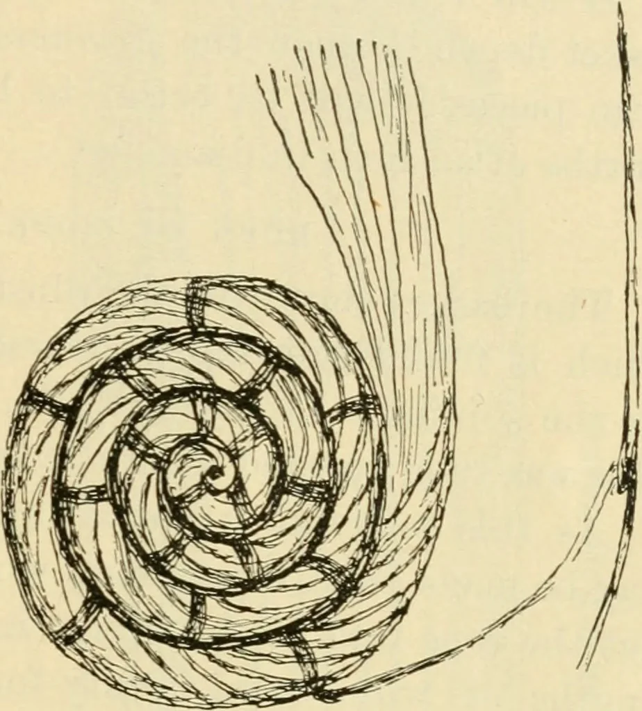 An illustration from Raphia and reed weaving, including also cardboard and paper construction; a practical course for primary and elementary schools, 1901, leaf 120