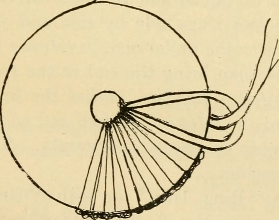 An illustration from Raphia and reed weaving, including also cardboard and paper construction; a practical course for primary and elementary schools, 1901, leaf 124