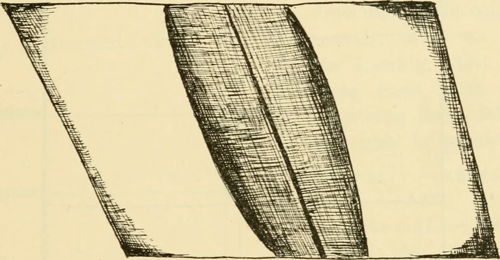 An illustration from Raphia and reed weaving, including also cardboard and paper construction; a practical course for primary and elementary schools, 1901, leaf 54