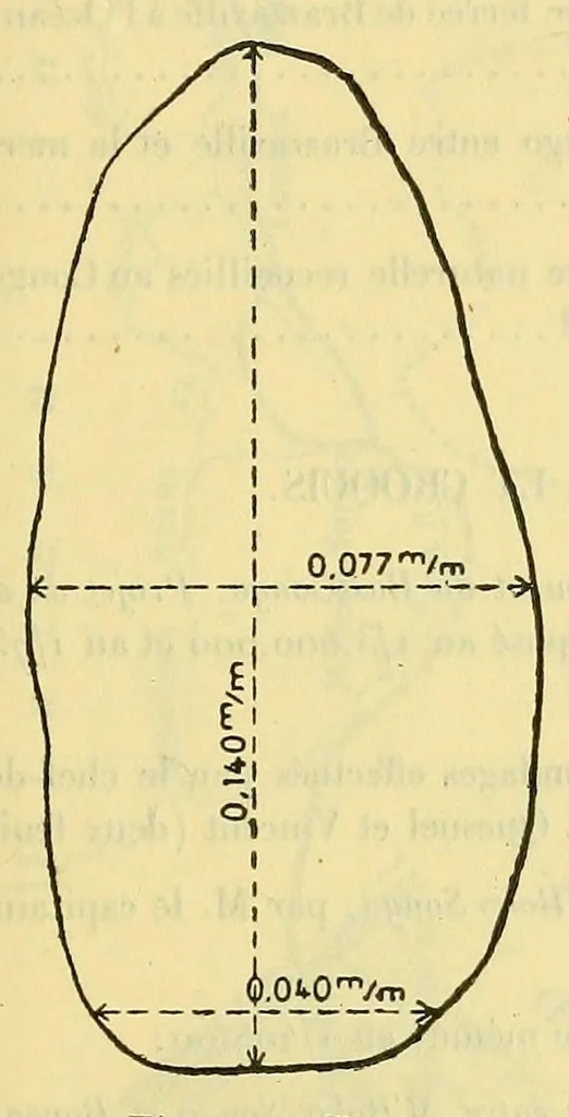 An illustration from Rapport sur une mission au Congo français (1906-1907), 1908, leaf 59
