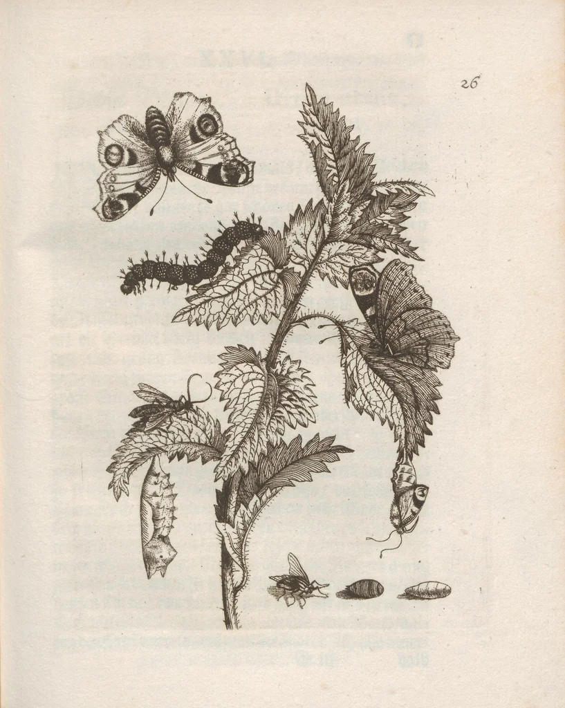 An illustration from Der Raupen wunderbare Verwandelung und sonderbare Blumen-Nahrung : worinnen durch eine gantz-neue Erfindung der Raupen, Würmer, Sommer-vögelein, Motten, Fliegen, und anderer dergleichen Thierlein Ursprung, Speisen und Veränderungen samt ihrer Zeit, Ort und Eigenschaften, den Naturkündigern, Kunstmahlern und Gartenliebhabern zu Dienst, fleissig untersucht, kürtzlich beschrieben, nach dem Leben abgemahlt ins Kupfer gestochen un selbst verlegt, 1679, leaf 115