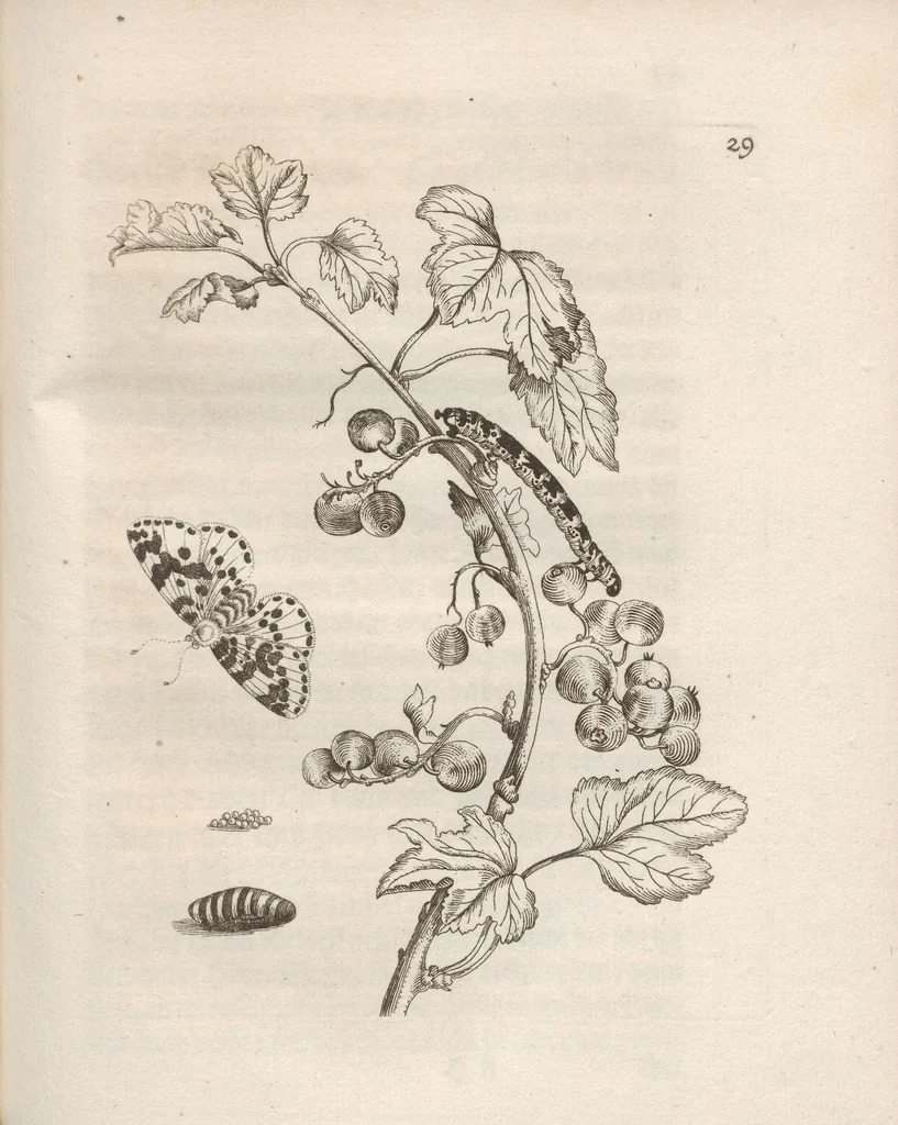 An illustration from Der Raupen wunderbare Verwandelung und sonderbare Blumen-Nahrung : worinnen durch eine gantz-neue Erfindung der Raupen, Würmer, Sommer-vögelein, Motten, Fliegen, und anderer dergleichen Thierlein Ursprung, Speisen und Veränderungen samt ihrer Zeit, Ort und Eigenschaften, den Naturkündigern, Kunstmahlern und Gartenliebhabern zu Dienst, fleissig untersucht, kürtzlich beschrieben, nach dem Leben abgemahlt ins Kupfer gestochen un selbst verlegt, 1679, leaf 127