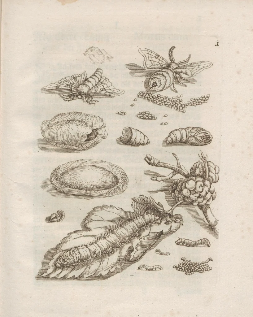 An illustration from Der Raupen wunderbare Verwandelung und sonderbare Blumen-Nahrung : worinnen durch eine gantz-neue Erfindung der Raupen, Würmer, Sommer-vögelein, Motten, Fliegen, und anderer dergleichen Thierlein Ursprung, Speisen und Veränderungen samt ihrer Zeit, Ort und Eigenschaften, den Naturkündigern, Kunstmahlern und Gartenliebhabern zu Dienst, fleissig untersucht, kürtzlich beschrieben, nach dem Leben abgemahlt ins Kupfer gestochen un selbst verlegt, 1679, leaf 13