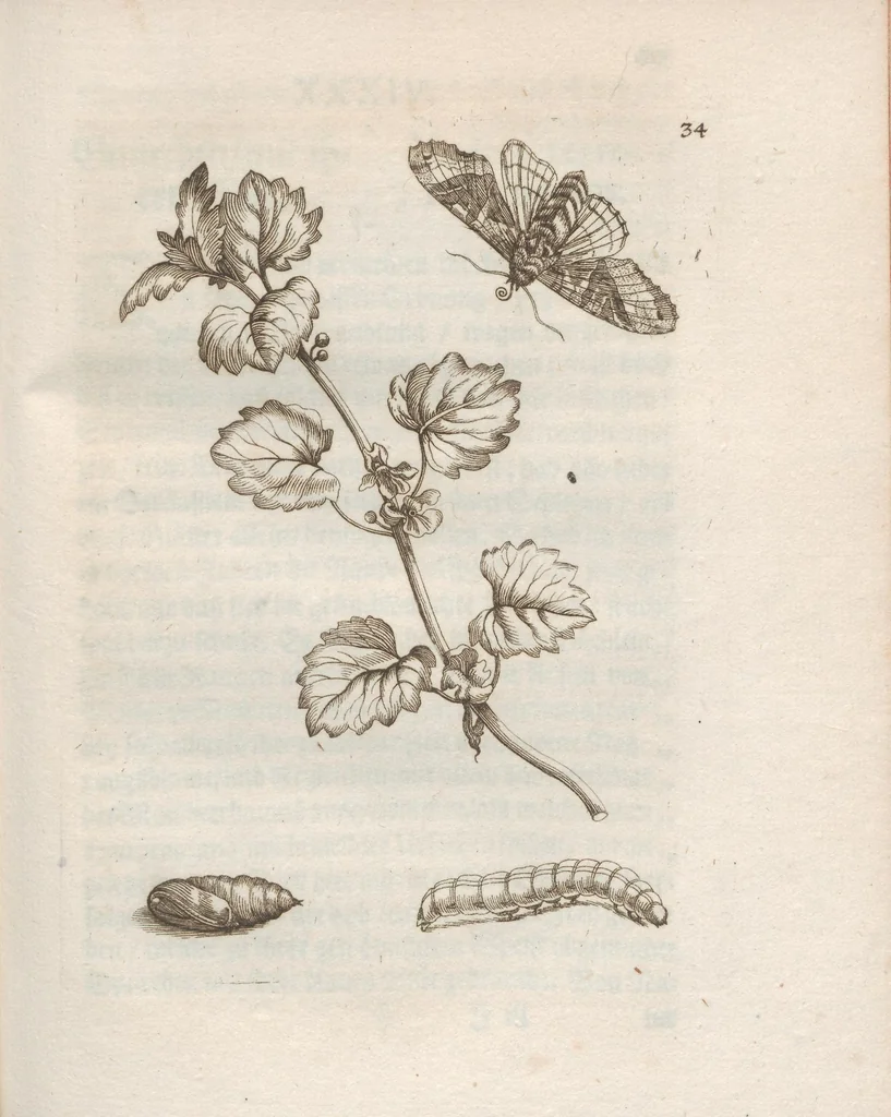 An illustration from Der Raupen wunderbare Verwandelung und sonderbare Blumen-Nahrung : worinnen durch eine gantz-neue Erfindung der Raupen, Würmer, Sommer-vögelein, Motten, Fliegen, und anderer dergleichen Thierlein Ursprung, Speisen und Veränderungen samt ihrer Zeit, Ort und Eigenschaften, den Naturkündigern, Kunstmahlern und Gartenliebhabern zu Dienst, fleissig untersucht, kürtzlich beschrieben, nach dem Leben abgemahlt ins Kupfer gestochen un selbst verlegt, 1679, leaf 147