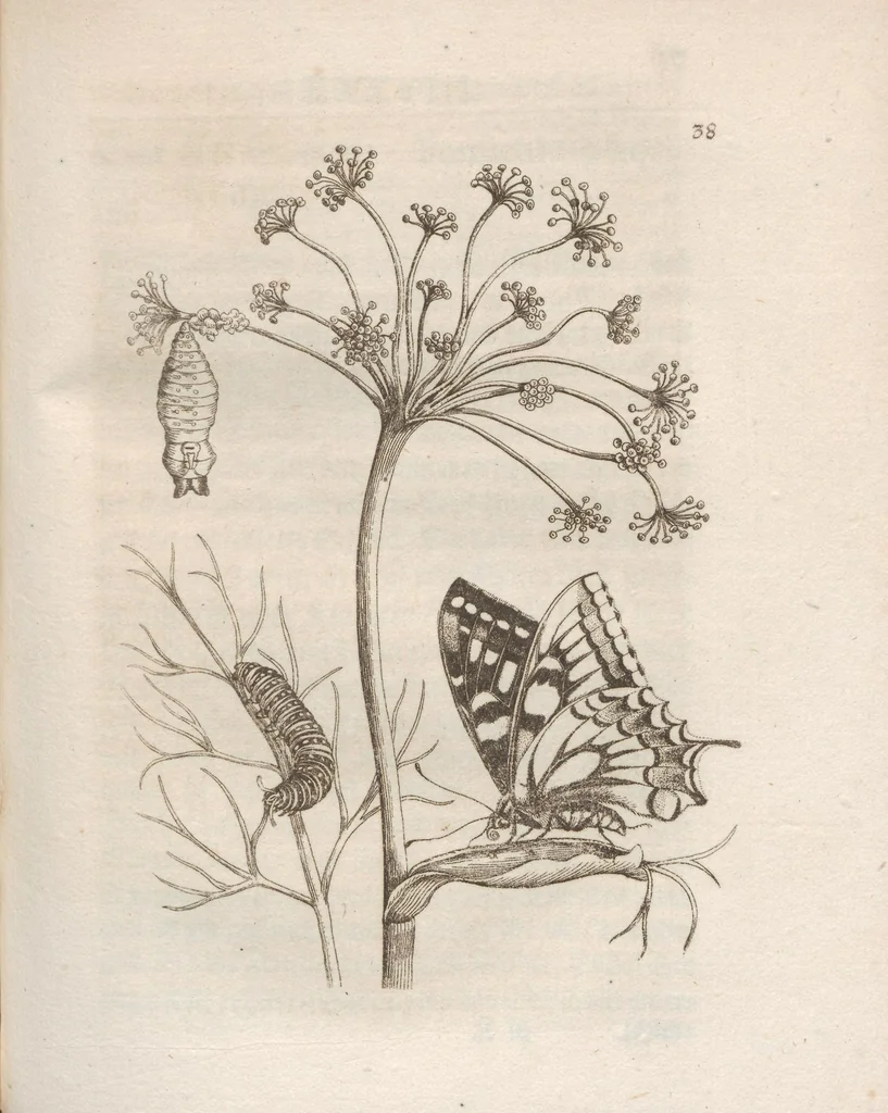 An illustration from Der Raupen wunderbare Verwandelung und sonderbare Blumen-Nahrung : worinnen durch eine gantz-neue Erfindung der Raupen, Würmer, Sommer-vögelein, Motten, Fliegen, und anderer dergleichen Thierlein Ursprung, Speisen und Veränderungen samt ihrer Zeit, Ort und Eigenschaften, den Naturkündigern, Kunstmahlern und Gartenliebhabern zu Dienst, fleissig untersucht, kürtzlich beschrieben, nach dem Leben abgemahlt ins Kupfer gestochen un selbst verlegt, 1679, leaf 163