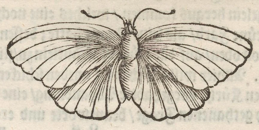 An illustration from Der Raupen wunderbare Verwandelung und sonderbare Blumen-Nahrung : worinnen durch eine gantz-neue Erfindung der Raupen, Würmer, Sommer-vögelein, Motten, Fliegen, und anderer dergleichen Thierlein Ursprung, Speisen und Veränderungen samt ihrer Zeit, Ort und Eigenschaften, den Naturkündigern, Kunstmahlern und Gartenliebhabern zu Dienst, fleissig untersucht, kürtzlich beschrieben, nach dem Leben abgemahlt ins Kupfer gestochen un selbst verlegt, 1679, leaf 178