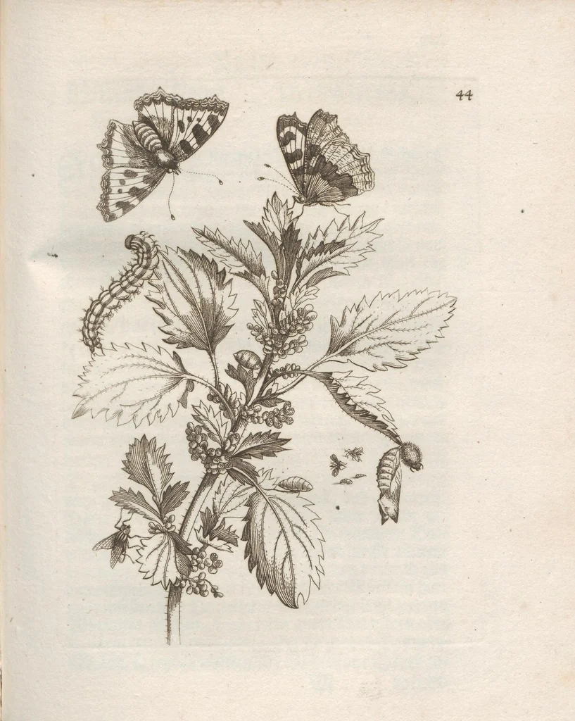 An illustration from Der Raupen wunderbare Verwandelung und sonderbare Blumen-Nahrung : worinnen durch eine gantz-neue Erfindung der Raupen, Würmer, Sommer-vögelein, Motten, Fliegen, und anderer dergleichen Thierlein Ursprung, Speisen und Veränderungen samt ihrer Zeit, Ort und Eigenschaften, den Naturkündigern, Kunstmahlern und Gartenliebhabern zu Dienst, fleissig untersucht, kürtzlich beschrieben, nach dem Leben abgemahlt ins Kupfer gestochen un selbst verlegt, 1679, leaf 187