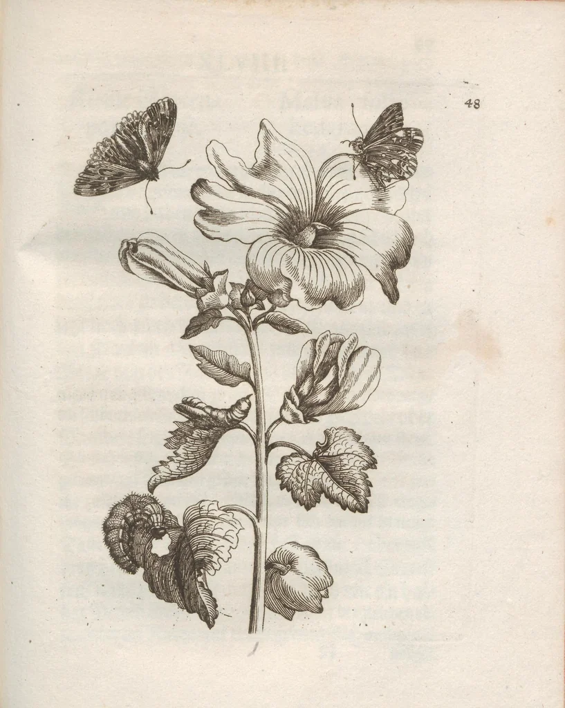 An illustration from Der Raupen wunderbare Verwandelung und sonderbare Blumen-Nahrung : worinnen durch eine gantz-neue Erfindung der Raupen, Würmer, Sommer-vögelein, Motten, Fliegen, und anderer dergleichen Thierlein Ursprung, Speisen und Veränderungen samt ihrer Zeit, Ort und Eigenschaften, den Naturkündigern, Kunstmahlern und Gartenliebhabern zu Dienst, fleissig untersucht, kürtzlich beschrieben, nach dem Leben abgemahlt ins Kupfer gestochen un selbst verlegt, 1679, leaf 203