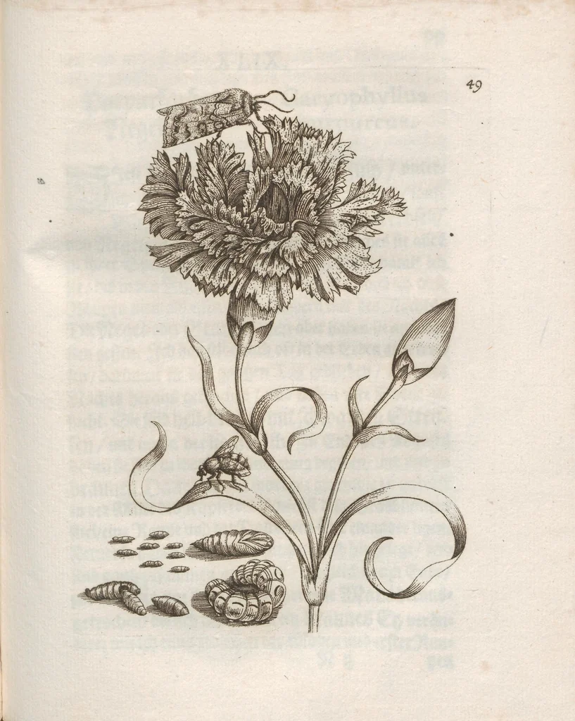 An illustration from Der Raupen wunderbare Verwandelung und sonderbare Blumen-Nahrung : worinnen durch eine gantz-neue Erfindung der Raupen, Würmer, Sommer-vögelein, Motten, Fliegen, und anderer dergleichen Thierlein Ursprung, Speisen und Veränderungen samt ihrer Zeit, Ort und Eigenschaften, den Naturkündigern, Kunstmahlern und Gartenliebhabern zu Dienst, fleissig untersucht, kürtzlich beschrieben, nach dem Leben abgemahlt ins Kupfer gestochen un selbst verlegt, 1679, leaf 207