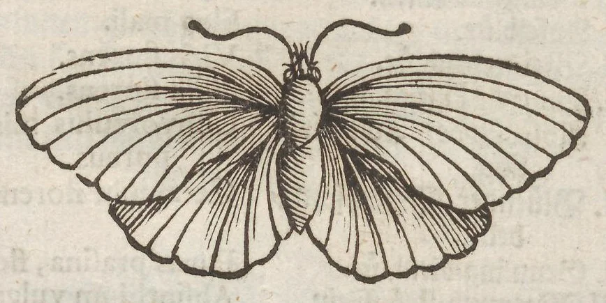 An illustration from Der Raupen wunderbare Verwandelung und sonderbare Blumen-Nahrung : worinnen durch eine gantz-neue Erfindung der Raupen, Würmer, Sommer-vögelein, Motten, Fliegen, und anderer dergleichen Thierlein Ursprung, Speisen und Veränderungen samt ihrer Zeit, Ort und Eigenschaften, den Naturkündigern, Kunstmahlern und Gartenliebhabern zu Dienst, fleissig untersucht, kürtzlich beschrieben, nach dem Leben abgemahlt ins Kupfer gestochen un selbst verlegt, 1679, leaf 230
