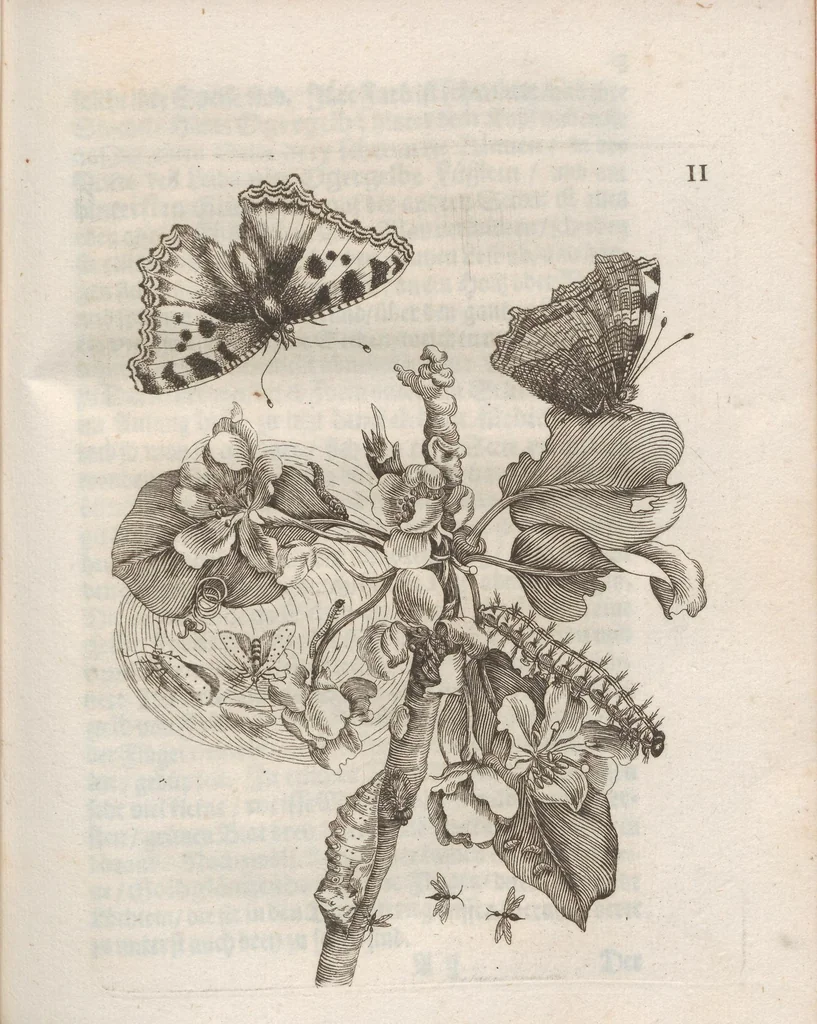 An illustration from Der Raupen wunderbare Verwandelung und sonderbare Blumen-Nahrung : worinnen durch eine gantz-neue Erfindung der Raupen, Würmer, Sommer-vögelein, Motten, Fliegen, und anderer dergleichen Thierlein Ursprung, Speisen und Veränderungen samt ihrer Zeit, Ort und Eigenschaften, den Naturkündigern, Kunstmahlern und Gartenliebhabern zu Dienst, fleissig untersucht, kürtzlich beschrieben, nach dem Leben abgemahlt ins Kupfer gestochen un selbst verlegt, 1679, leaf 235