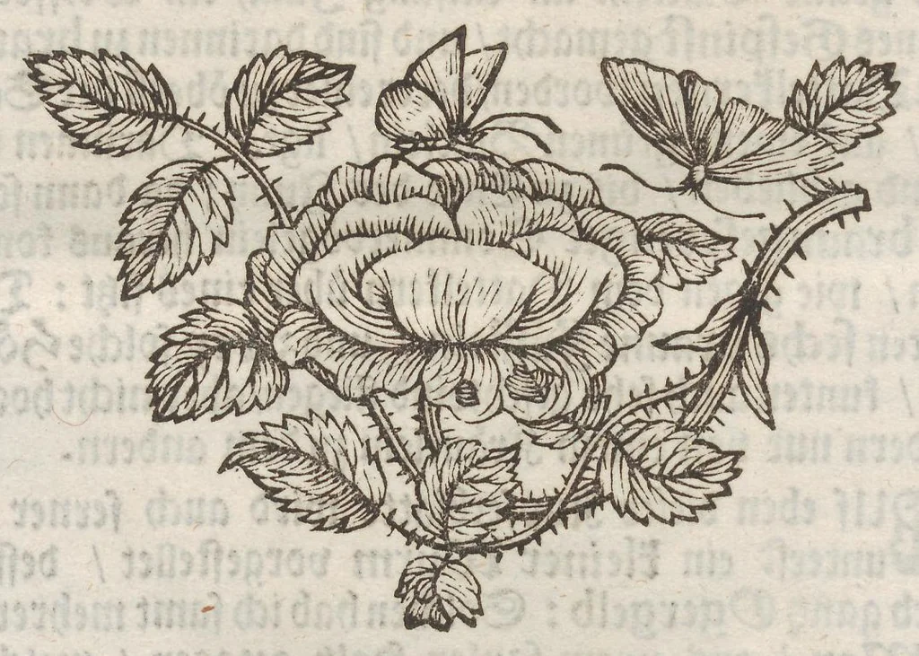 An illustration from Der Raupen wunderbare Verwandelung und sonderbare Blumen-Nahrung : worinnen durch eine gantz-neue Erfindung der Raupen, Würmer, Sommer-vögelein, Motten, Fliegen, und anderer dergleichen Thierlein Ursprung, Speisen und Veränderungen samt ihrer Zeit, Ort und Eigenschaften, den Naturkündigern, Kunstmahlern und Gartenliebhabern zu Dienst, fleissig untersucht, kürtzlich beschrieben, nach dem Leben abgemahlt ins Kupfer gestochen un selbst verlegt, 1679, leaf 242