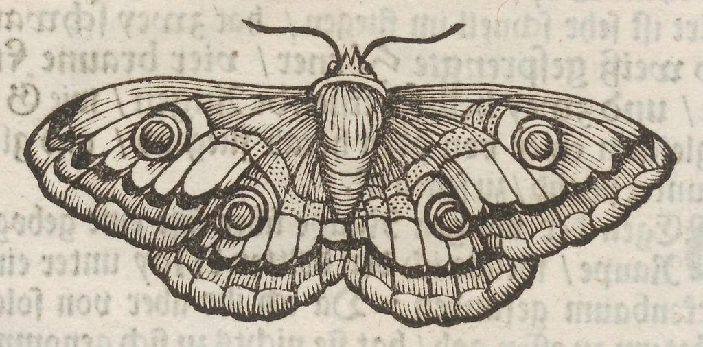 An illustration from Der Raupen wunderbare Verwandelung und sonderbare Blumen-Nahrung : worinnen durch eine gantz-neue Erfindung der Raupen, Würmer, Sommer-vögelein, Motten, Fliegen, und anderer dergleichen Thierlein Ursprung, Speisen und Veränderungen samt ihrer Zeit, Ort und Eigenschaften, den Naturkündigern, Kunstmahlern und Gartenliebhabern zu Dienst, fleissig untersucht, kürtzlich beschrieben, nach dem Leben abgemahlt ins Kupfer gestochen un selbst verlegt, 1679, leaf 246