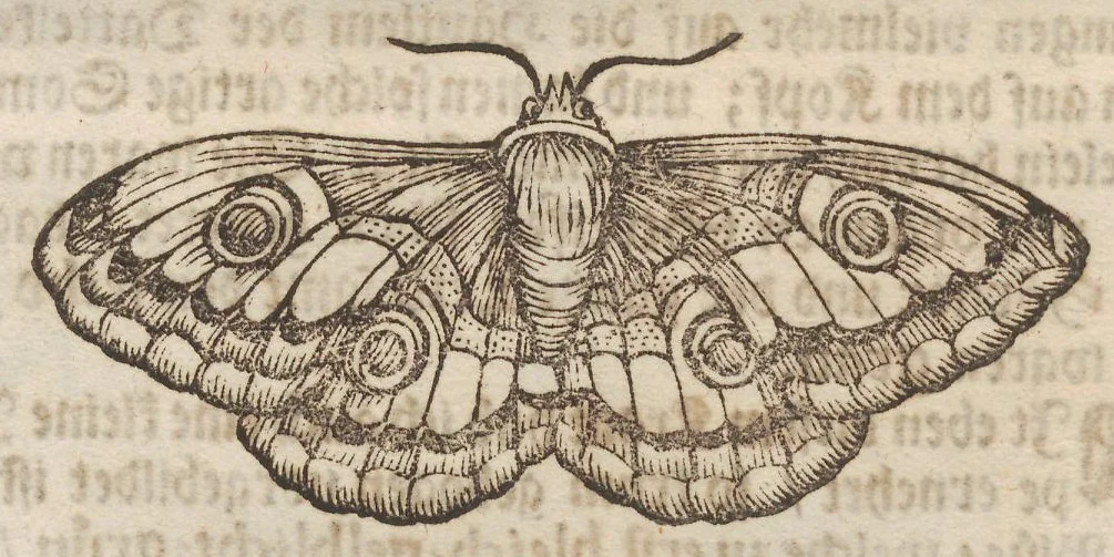 An illustration from Der Raupen wunderbare Verwandelung und sonderbare Blumen-Nahrung : worinnen durch eine gantz-neue Erfindung der Raupen, Würmer, Sommer-vögelein, Motten, Fliegen, und anderer dergleichen Thierlein Ursprung, Speisen und Veränderungen samt ihrer Zeit, Ort und Eigenschaften, den Naturkündigern, Kunstmahlern und Gartenliebhabern zu Dienst, fleissig untersucht, kürtzlich beschrieben, nach dem Leben abgemahlt ins Kupfer gestochen un selbst verlegt, 1679, leaf 250