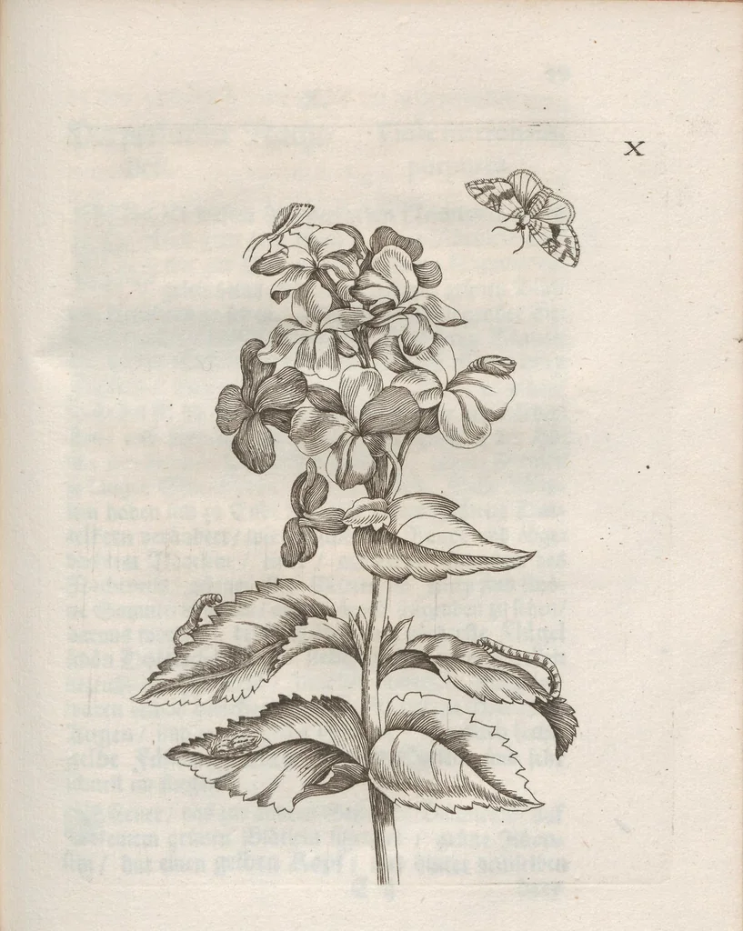 An illustration from Der Raupen wunderbare Verwandelung und sonderbare Blumen-Nahrung : worinnen durch eine gantz-neue Erfindung der Raupen, Würmer, Sommer-vögelein, Motten, Fliegen, und anderer dergleichen Thierlein Ursprung, Speisen und Veränderungen samt ihrer Zeit, Ort und Eigenschaften, den Naturkündigern, Kunstmahlern und Gartenliebhabern zu Dienst, fleissig untersucht, kürtzlich beschrieben, nach dem Leben abgemahlt ins Kupfer gestochen un selbst verlegt, 1679, leaf 267