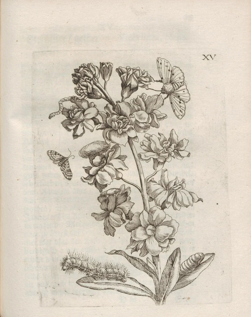 An illustration from Der Raupen wunderbare Verwandelung und sonderbare Blumen-Nahrung : worinnen durch eine gantz-neue Erfindung der Raupen, Würmer, Sommer-vögelein, Motten, Fliegen, und anderer dergleichen Thierlein Ursprung, Speisen und Veränderungen samt ihrer Zeit, Ort und Eigenschaften, den Naturkündigern, Kunstmahlern und Gartenliebhabern zu Dienst, fleissig untersucht, kürtzlich beschrieben, nach dem Leben abgemahlt ins Kupfer gestochen un selbst verlegt, 1679, leaf 287