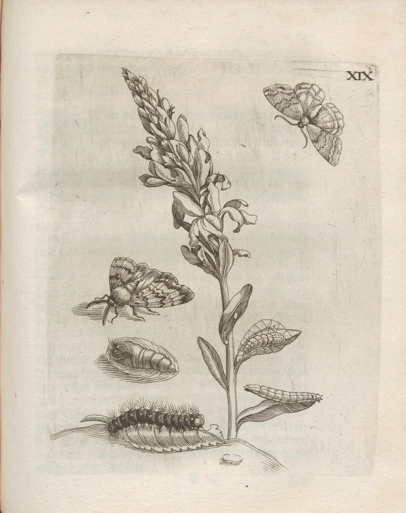 An illustration from Der Raupen wunderbare Verwandelung und sonderbare Blumen-Nahrung : worinnen durch eine gantz-neue Erfindung der Raupen, Würmer, Sommer-vögelein, Motten, Fliegen, und anderer dergleichen Thierlein Ursprung, Speisen und Veränderungen samt ihrer Zeit, Ort und Eigenschaften, den Naturkündigern, Kunstmahlern und Gartenliebhabern zu Dienst, fleissig untersucht, kürtzlich beschrieben, nach dem Leben abgemahlt ins Kupfer gestochen un selbst verlegt, 1679, leaf 303