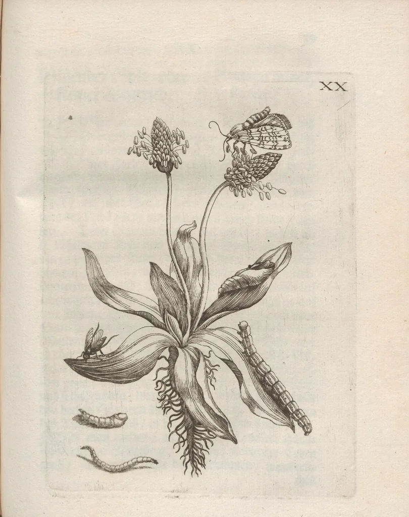 An illustration from Der Raupen wunderbare Verwandelung und sonderbare Blumen-Nahrung : worinnen durch eine gantz-neue Erfindung der Raupen, Würmer, Sommer-vögelein, Motten, Fliegen, und anderer dergleichen Thierlein Ursprung, Speisen und Veränderungen samt ihrer Zeit, Ort und Eigenschaften, den Naturkündigern, Kunstmahlern und Gartenliebhabern zu Dienst, fleissig untersucht, kürtzlich beschrieben, nach dem Leben abgemahlt ins Kupfer gestochen un selbst verlegt, 1679, leaf 307