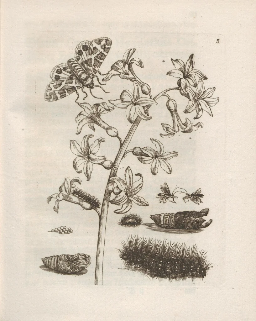 An illustration from Der Raupen wunderbare Verwandelung und sonderbare Blumen-Nahrung : worinnen durch eine gantz-neue Erfindung der Raupen, Würmer, Sommer-vögelein, Motten, Fliegen, und anderer dergleichen Thierlein Ursprung, Speisen und Veränderungen samt ihrer Zeit, Ort und Eigenschaften, den Naturkündigern, Kunstmahlern und Gartenliebhabern zu Dienst, fleissig untersucht, kürtzlich beschrieben, nach dem Leben abgemahlt ins Kupfer gestochen un selbst verlegt, 1679, leaf 31