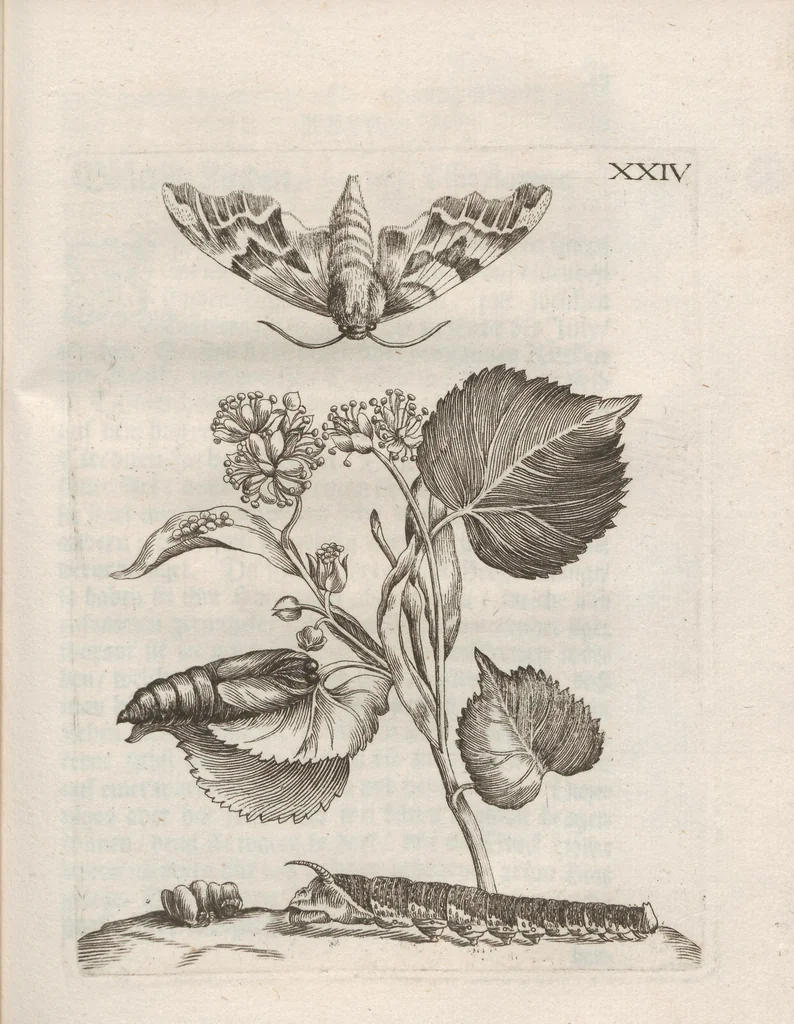 An illustration from Der Raupen wunderbare Verwandelung und sonderbare Blumen-Nahrung : worinnen durch eine gantz-neue Erfindung der Raupen, Würmer, Sommer-vögelein, Motten, Fliegen, und anderer dergleichen Thierlein Ursprung, Speisen und Veränderungen samt ihrer Zeit, Ort und Eigenschaften, den Naturkündigern, Kunstmahlern und Gartenliebhabern zu Dienst, fleissig untersucht, kürtzlich beschrieben, nach dem Leben abgemahlt ins Kupfer gestochen un selbst verlegt, 1679, leaf 323
