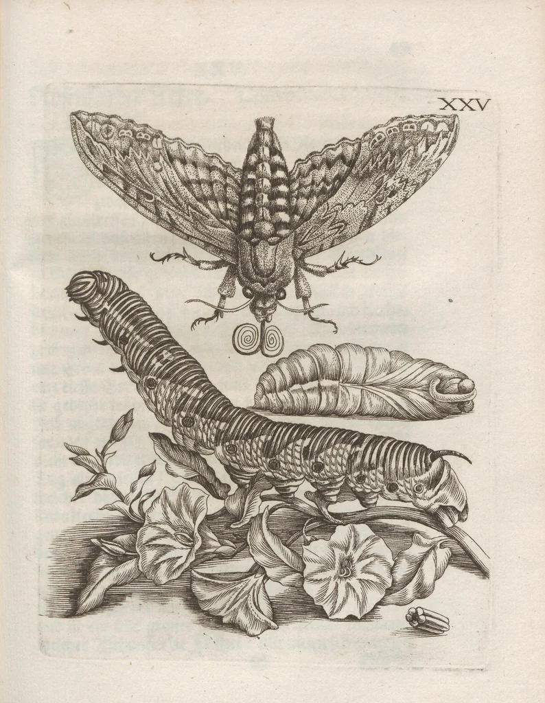 An illustration from Der Raupen wunderbare Verwandelung und sonderbare Blumen-Nahrung : worinnen durch eine gantz-neue Erfindung der Raupen, Würmer, Sommer-vögelein, Motten, Fliegen, und anderer dergleichen Thierlein Ursprung, Speisen und Veränderungen samt ihrer Zeit, Ort und Eigenschaften, den Naturkündigern, Kunstmahlern und Gartenliebhabern zu Dienst, fleissig untersucht, kürtzlich beschrieben, nach dem Leben abgemahlt ins Kupfer gestochen un selbst verlegt, 1679, leaf 327