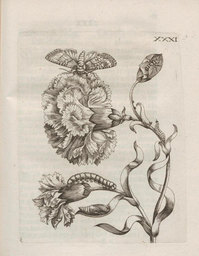 An illustration from Der Raupen wunderbare Verwandelung und sonderbare Blumen-Nahrung : worinnen durch eine gantz-neue Erfindung der Raupen, Würmer, Sommer-vögelein, Motten, Fliegen, und anderer dergleichen Thierlein Ursprung, Speisen und Veränderungen samt ihrer Zeit, Ort und Eigenschaften, den Naturkündigern, Kunstmahlern und Gartenliebhabern zu Dienst, fleissig untersucht, kürtzlich beschrieben, nach dem Leben abgemahlt ins Kupfer gestochen un selbst verlegt, 1679, leaf 351